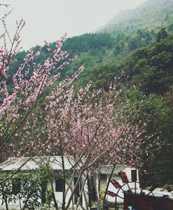 TOUR SAPA 3 NGÀY 2 ĐÊM