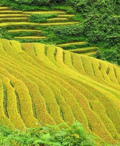 nhung-chi-dan-quy-gia-cho-chuyen-du-lich-sapa