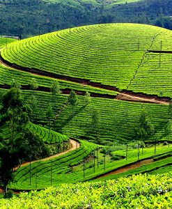 Tour Mộc Châu Mai Châu Chợ Pà Cò 2 Ngày 1 Đêm