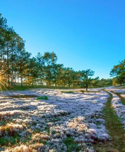 Tour Thăm Quan Đà Lạt 4 Ngày 3 Đêm Đầy Thú Vị