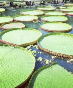 Tour SG- Làng Hoa Sa Đéc - Happy Land Hùng Thy - Chùa Lá Sen 1 Ngày